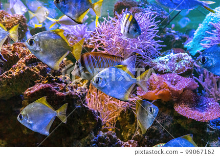 Monodactylus argenteus, silver moonyfish, silver moony, butter bream, diamondfish in aquarium 99067162