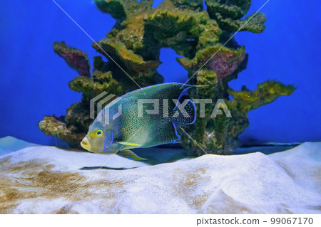 Beautiful blue fish swimming in the aquarium, Pomacanthus semicirculatus, Semicircle angelfish 99067170