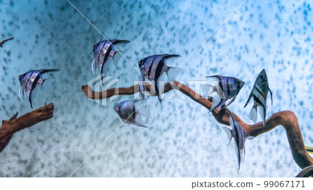 Group of tropical fish Pterophyllum scalare altum swimming in aquarium blue water. Group of tropical fish Pterophyllum scalare altum swimming in aquarium blue water. 99067171