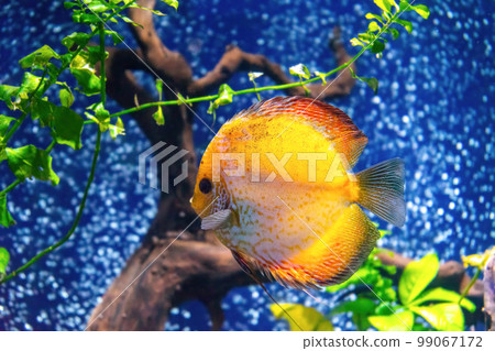 Yellow tropical fish Symphysodon discus in the aquarium, oceanarium pool Yellow tropical fish Symphysodon discus in the aquarium, oceanarium pool 99067172