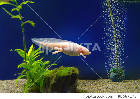 Axolotl, Ambystoma mexicanum under water, in the aquarium. Axolotl, Ambystoma mexicanum under water, in the aquarium. 99067173