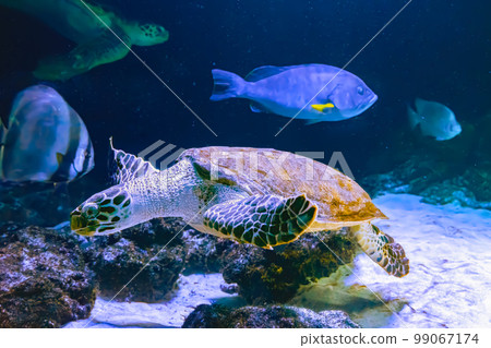 Green sea turtle Chelonia mydas swimming in aquarium blue water. Green sea turtle Chelonia mydas swimming in aquarium blue water. 99067174