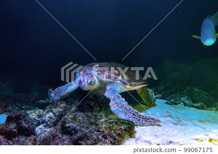 Green sea turtle Chelonia mydas swimming in aquarium blue water. 99067175