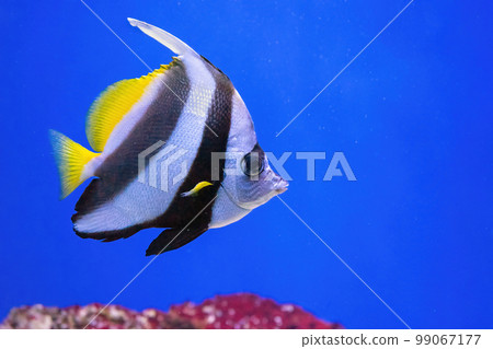Heniochus acuminatus, Pennant coralfish, reef bannerfish, coachman in blue ocean water Heniochus acuminatus, Pennant coralfish, reef bannerfish, coachman in blue ocean water 99067177