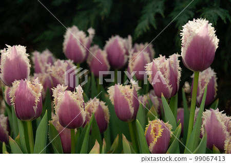 Delicate pink tulips with fringed petals. The rays of the sun fall on the spring flower bed Delicate pink tulips with fringed petals. The rays of the sun fall on the spring flower bed 99067413