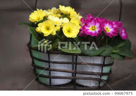 Primula polyantha yellow and magenta flowers Primula polyantha yellow and magenta flowers 99067975