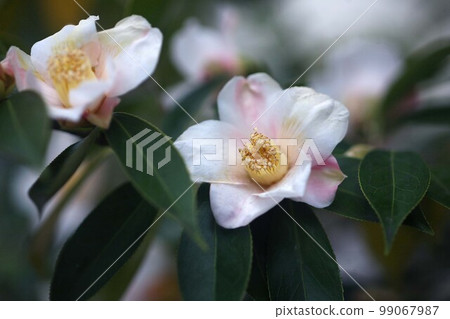 Wabisuke Red flowers on a white background 99067987