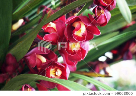 西方蘭花、大花蕙蘭、紅紅色的花 西方蘭花、大花蕙蘭、紅紅色的花 99068000