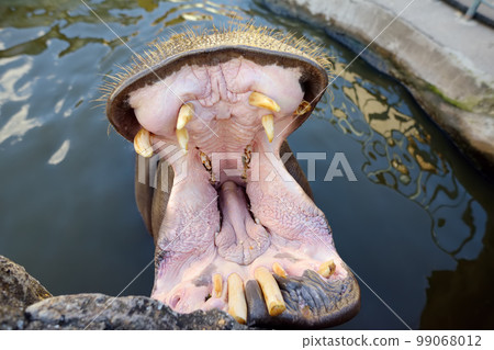 Africa angry hippo is on the water. Hippopotamus amphibius with a wide open mouth displaying dominance and aggression 99068012
