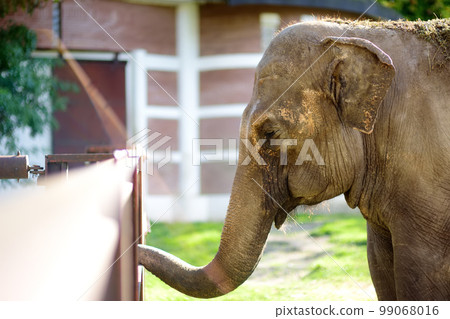 Asian elephant is at the public zoo on sunny day. Urban outdoors entartainment for local and tourists. Asian elephant is at the public zoo on sunny day. Urban outdoors entartainment for local and tourists. 99068016