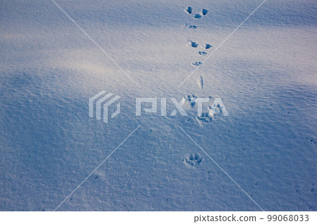 Animal footprint 99068033