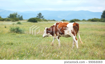 Red cows graze in a pasture with the mountains as a backdrop. Red cows graze in a pasture with the mountains as a backdrop. 99068069