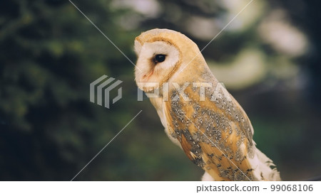 An owl on a city street in the evening waiting for tourists. 99068106