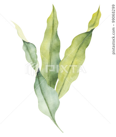 Watercolor laminaria. Hand painted underwater kelp floral illustration with algae leaves branch Watercolor laminaria. Hand painted underwater kelp floral illustration with algae leaves branch 99068299