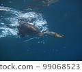 Waterfowl diving 99068523