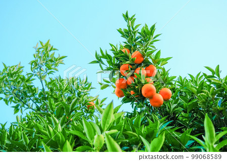 Ripe oranges on the tree on blue sky background. Ripe oranges on the tree on blue sky background. 99068589
