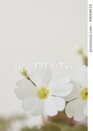 報春花 報春花 99068618
