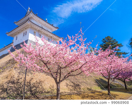 Utsunomiya, Tochigi, March Utsunomiya Castle's Fujimi Turret and Kawazu Cherry Blossoms 99068908