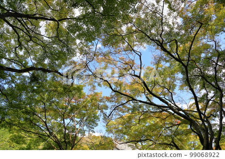槭樹色的葉子 99068922