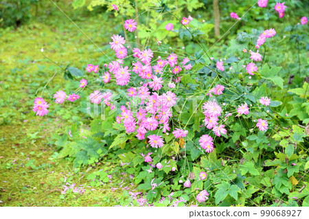 Shuigayuki flower 99068927