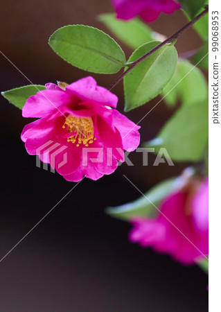 南花盛開 99068953