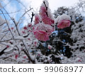 Red plum covered in snow 1 99068977