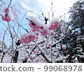 Red plum covered in snow 2 99068978