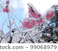 Red plum covered in snow 3 99068979