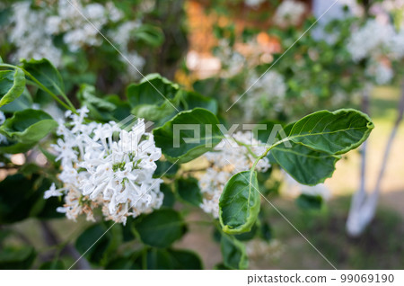 Diseased leaves of a blooming white lilac. Diseased leaves of a blooming white lilac. 99069190