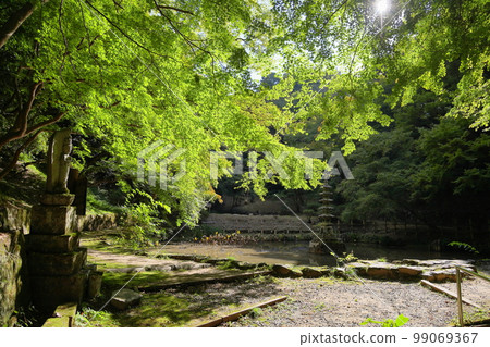 Refreshing Japanese maple leaves Refreshing Japanese maple leaves 99069367