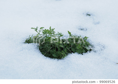 雪地裡的雜草葉子 雪地裡的雜草葉子 99069526