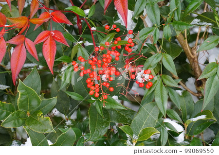 Southern sky on a snowy day 99069550