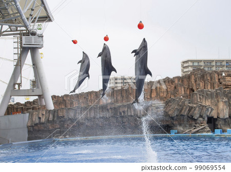 Dolphin show 99069554