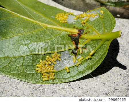 伊爾加的幼蟲 99069665