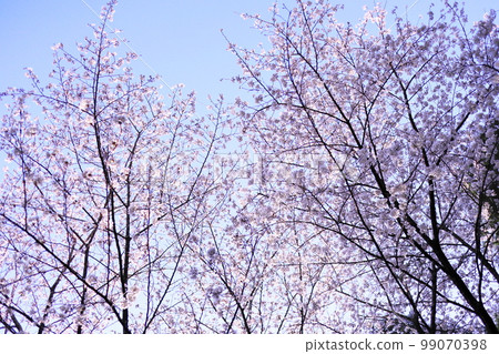 Blue sky and cherry blossoms in full bloom Blue sky and cherry blossoms in full bloom 99070398