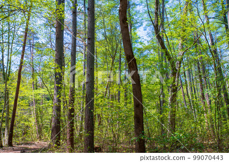 Forest of fresh greenery Hiking course Mt. Omine mountain trail Gunma Prefecture Forest of fresh greenery Hiking course Mt. Omine mountain trail Gunma Prefecture 99070443