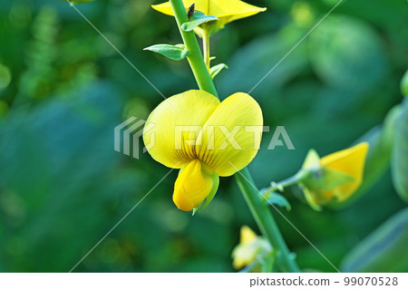 Yellow scarab bean flower (Autumn, November) Yellow scarab bean flower (Autumn, November) 99070528
