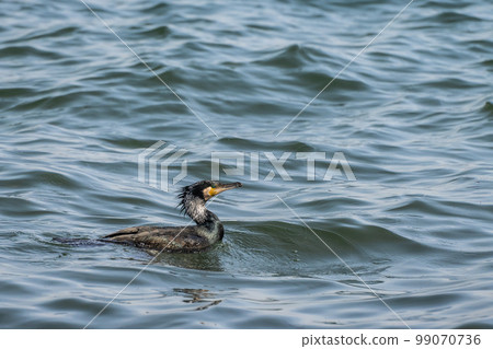 Cormorant Lake Biwa, Shiga Prefecture 99070736