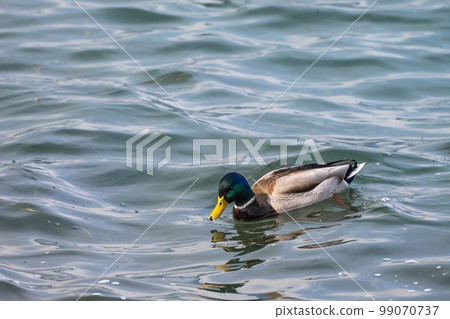 Mallard duck (male) in Lake Biwa 99070737