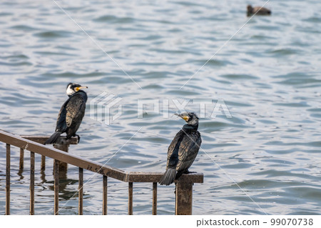 Cormorant standing on railing 99070738