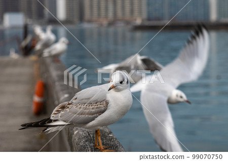 Black-headed Gull Lake Biwa Otsu Port Black-headed Gull Lake Biwa Otsu Port 99070750