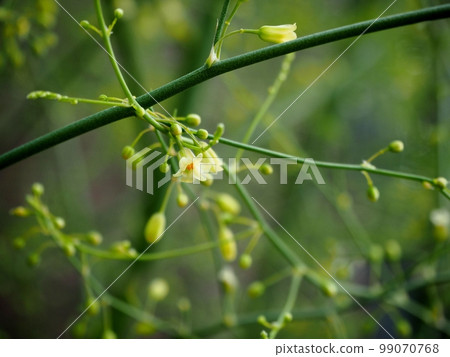 Asparagus flowers Asparagus flowers 99070768