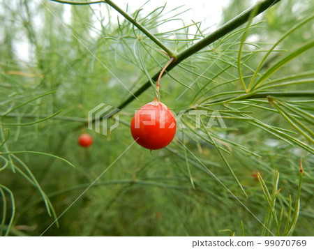 Fruit of asparagus Fruit of asparagus 99070769