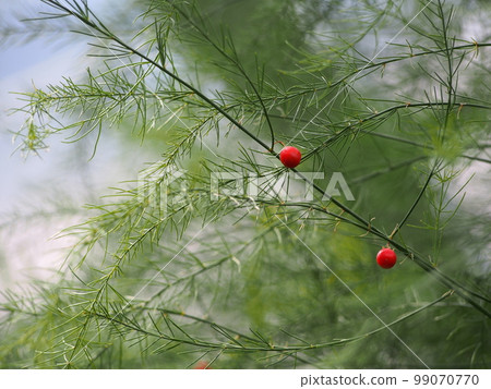 Fruit of asparagus Fruit of asparagus 99070770