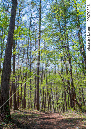 新鮮的綠色落葉松森林徒步旅行課程大峰山登山步道群馬縣 99070838