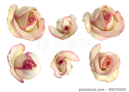 Set of pink roses 99070930