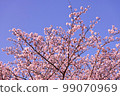 在藍天的櫻花 99070969