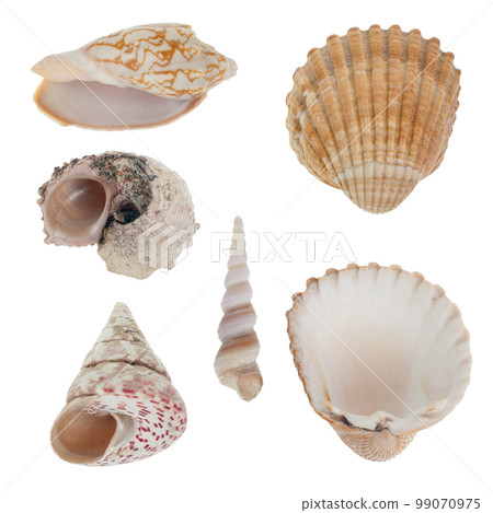 Sea shells Sea shells 99070975