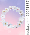 cherry blossom background 99071357
