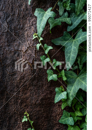 Oak bark texture Oak bark texture 99071427